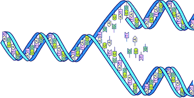 ' DNA
