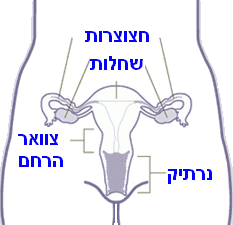 שחלה