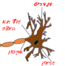 תא עצב